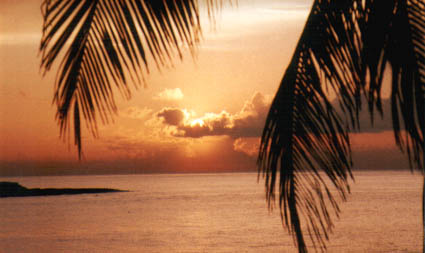 Sunset under palm trees